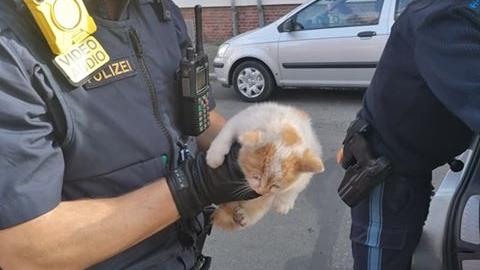 Das Tier konnte mit der Hilfe der Beamten aus seinem Gefängnis befreit werden.
