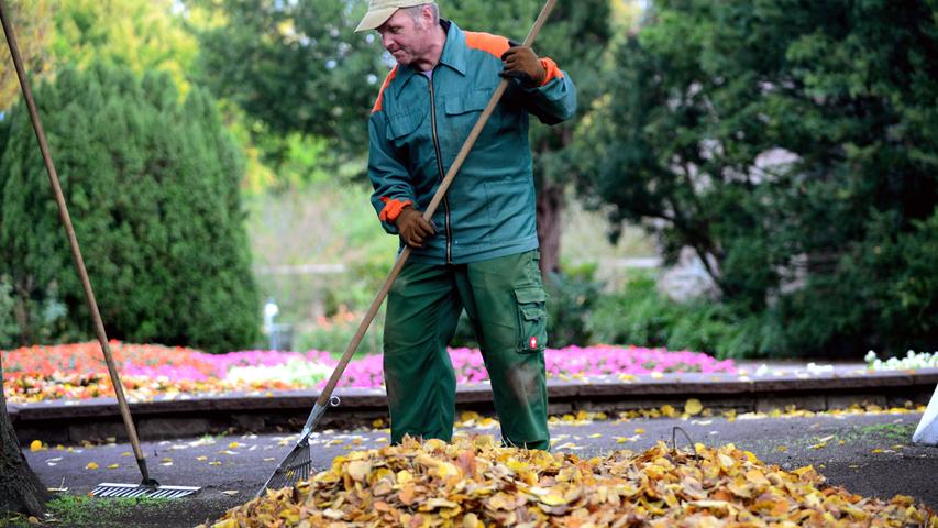 Im Stadtpark haben die Mitarbeiter der Stadtgärtnerei alle Hände voll zu tun, das viele Laub von den Wegen und Rasenflächen zu entferneen.