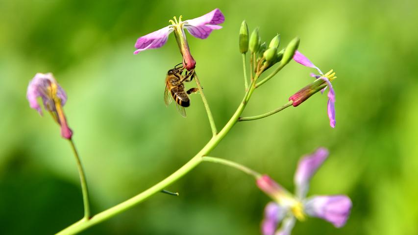 Auch im Landkreis bieten die Blühwiesen den Bienen und Insekten noch reichlich Nahrung.