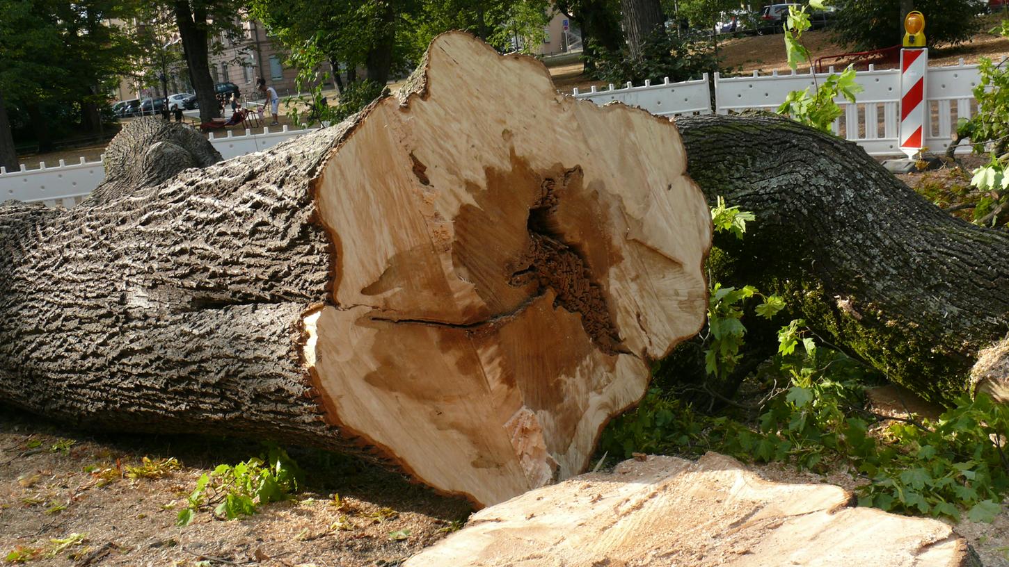 Beim Baumfällen, hier ein Symbolbild, erlitt ein 51-Jähriger in Hirschau einen Unterschenkelbruch. 