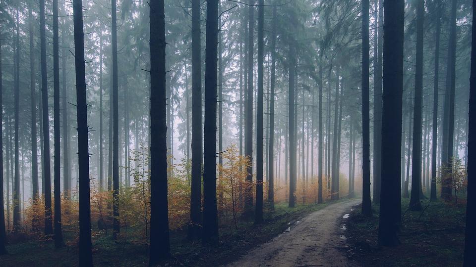 Der Wald sei nicht nur Betroffener des Klimawandels, sondern auch Teil der Lösung. Bäume seien als Klimaspeicher von unschätzbarem Wert.