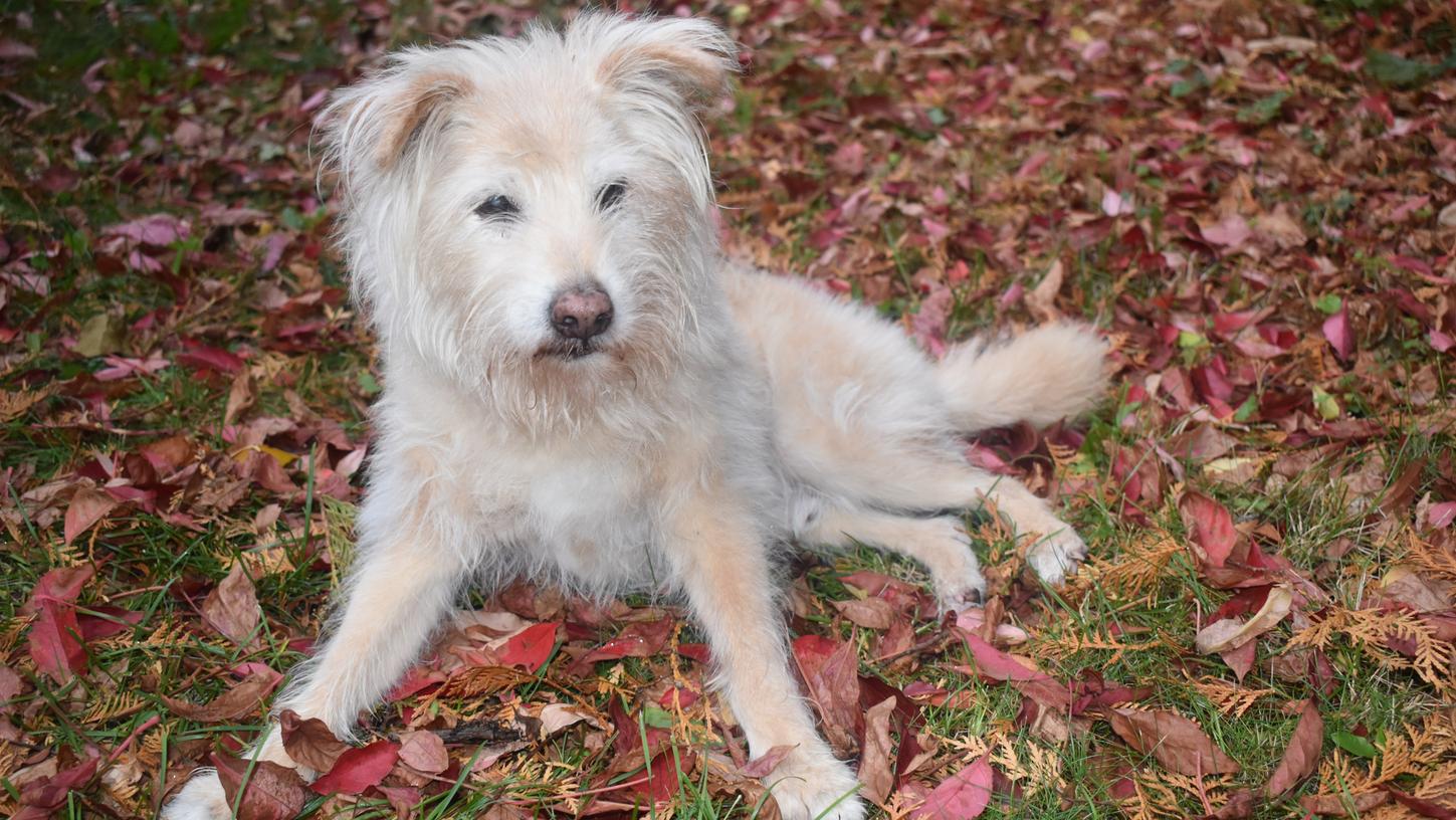 Der kleine Mischlingshund Casper ist 16 Jahre alt, taub und dement.