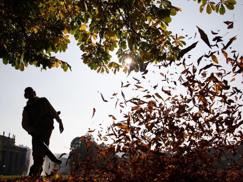 Gerade in diesem Jahr blieb das Laub an den B&auml;umen ziemlich lange h&auml;ngen.