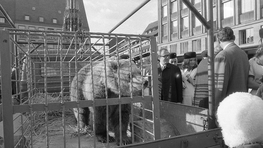 Unumstrittener Mittelpunkt der Gratis-Tierschau auf dem Hauptmarkt, die die Doma-Unternehmensgruppe veranstaltete, war die zweijährige Bärendame "Petsi".  Hier geht es zum Artikel vom 4. November 1969: Attraktion am Hauptmarkt