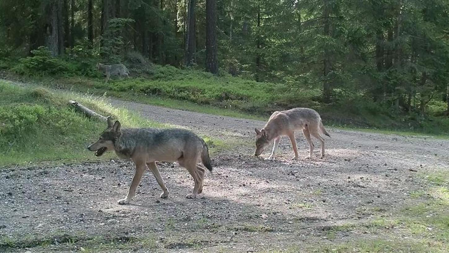 Unglück bei Pegnitz: Toter Wolf war Mutter des Rudels