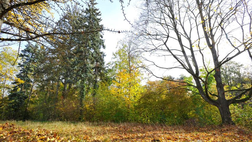 So schön zeigt sich der Herbst in Forchheim und der Fränkischen