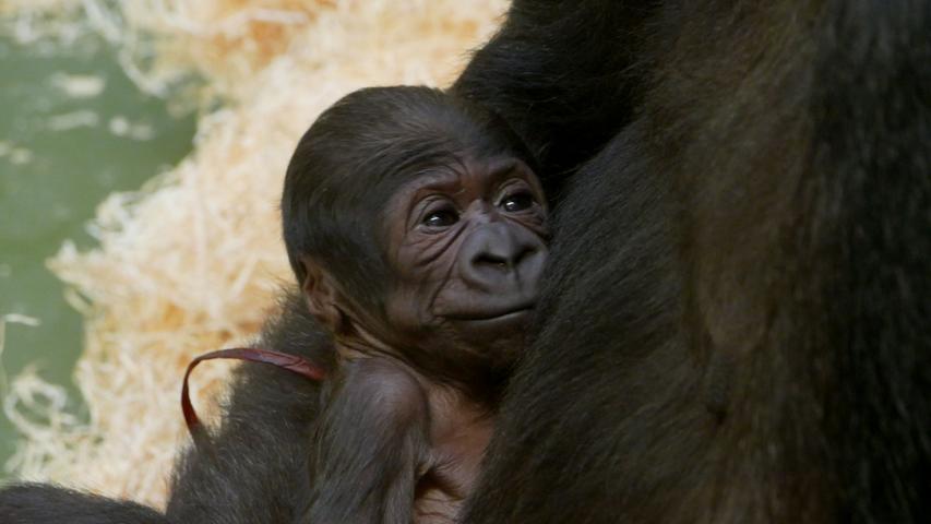 Zwei Gorilla-Babys kamen im November 2019 im Nürnberger Tiergarten zur Welt, allerdings überlebte nur eines von ihnen. Nachdem die Menschenaffen einige Tage Zeit hatten, sich in Ruhe an die neue Situation zu gewöhnen, wurde das Affenhaus wieder für Besucher geöffnet. Die konnten bei dieser Gelegenheit einen ersten Blick auf die frisch gebackene Mama und ihren Nachwuchs werfen: Gorilla-Baby Kato entwickelt sich seither prächtig.