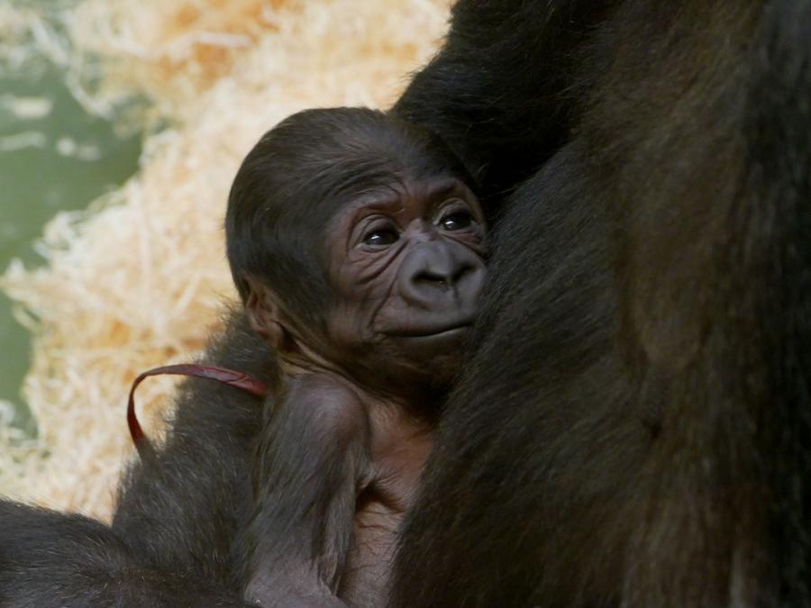 Nachwuchs Im Tiergarten Gorilla Baby Zeigt Sich Erstmals Besuchern Nurnberg Nordbayern De