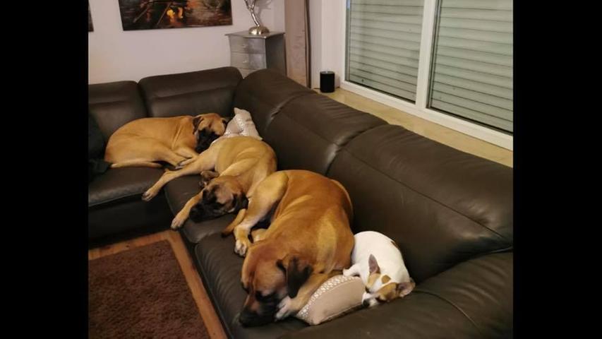 Süße Schlafmützen: Die schönsten Hunde-Bilder unserer User