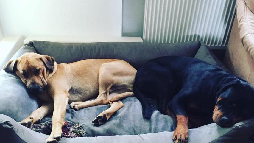 Süße Schlafmützen: Die schönsten Hunde-Bilder unserer User