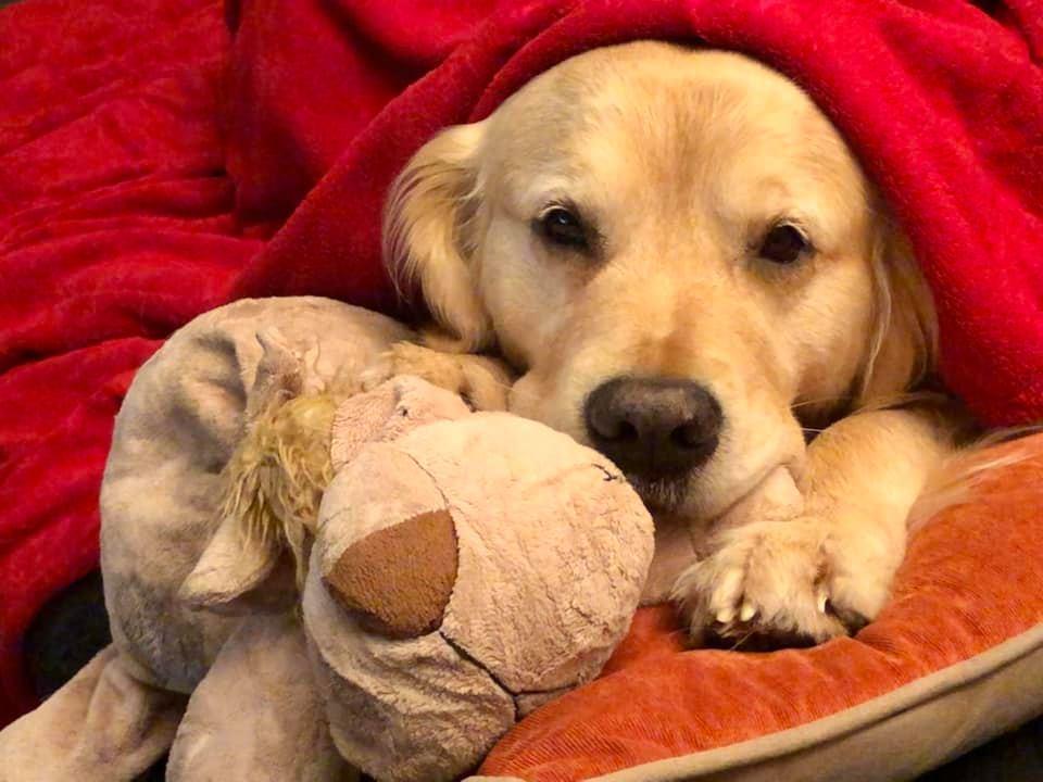 in corona zeiten wird der hund zum seelentroster region nordbayern de