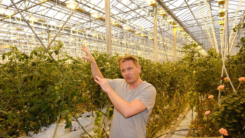 Knutur Rafn Armann zeigt stolz seine Tomaten-Pflanzen im riesigen Gewächshaus. Doch das steht nicht im Knoblauchsland in Nürnberg, sondern in Selfoss im Süden Islands.