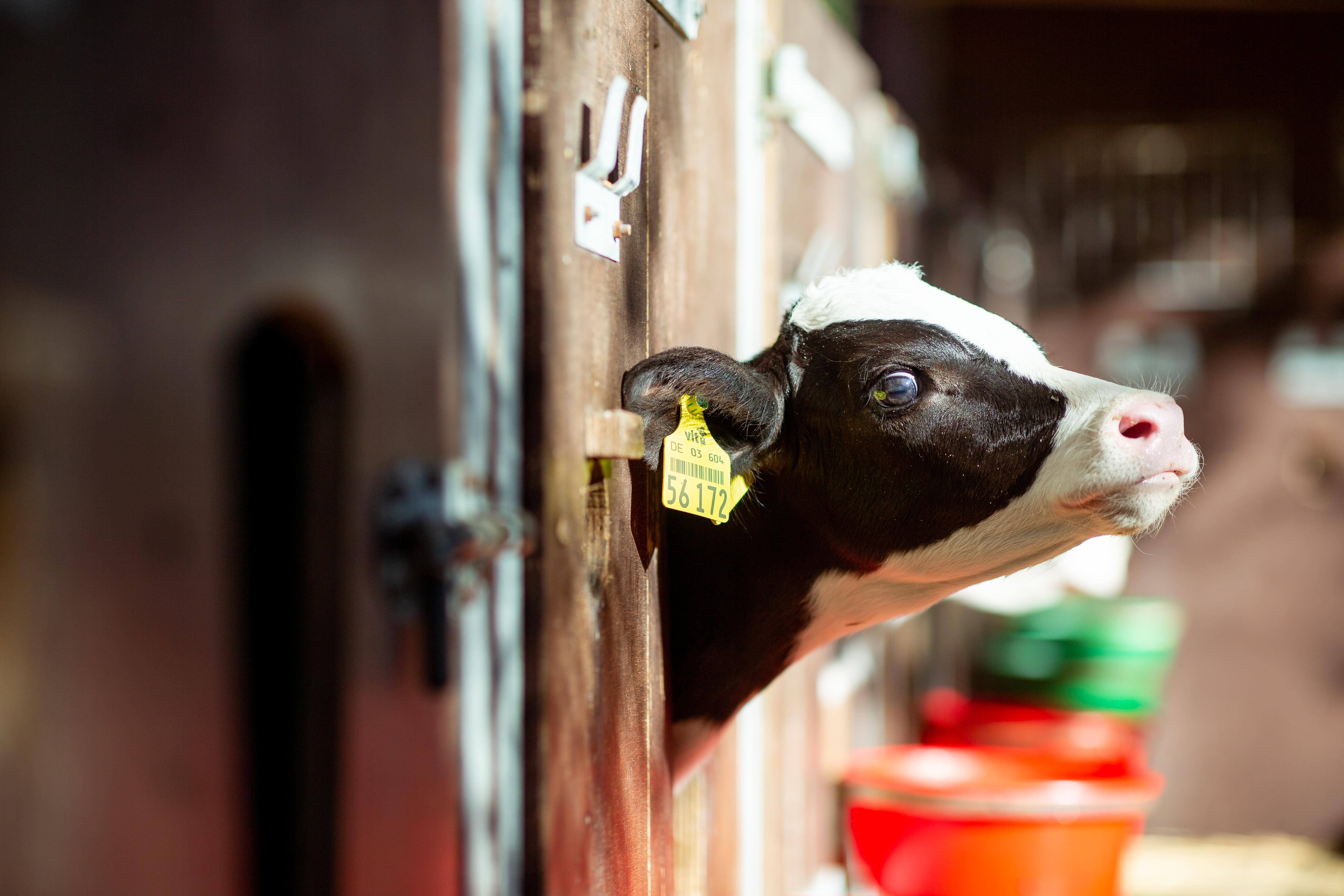 "Wertlos": Ein Kalb kostet in Deutschland unter zehn Euro - Nordbayern.de