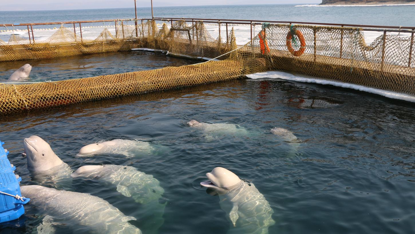 In einer Bucht im Osten Russlands schwimmen Orcas und Belugas in schwimmenden Behältern. Nun wurden auch die letzten Tiere freigelassen.