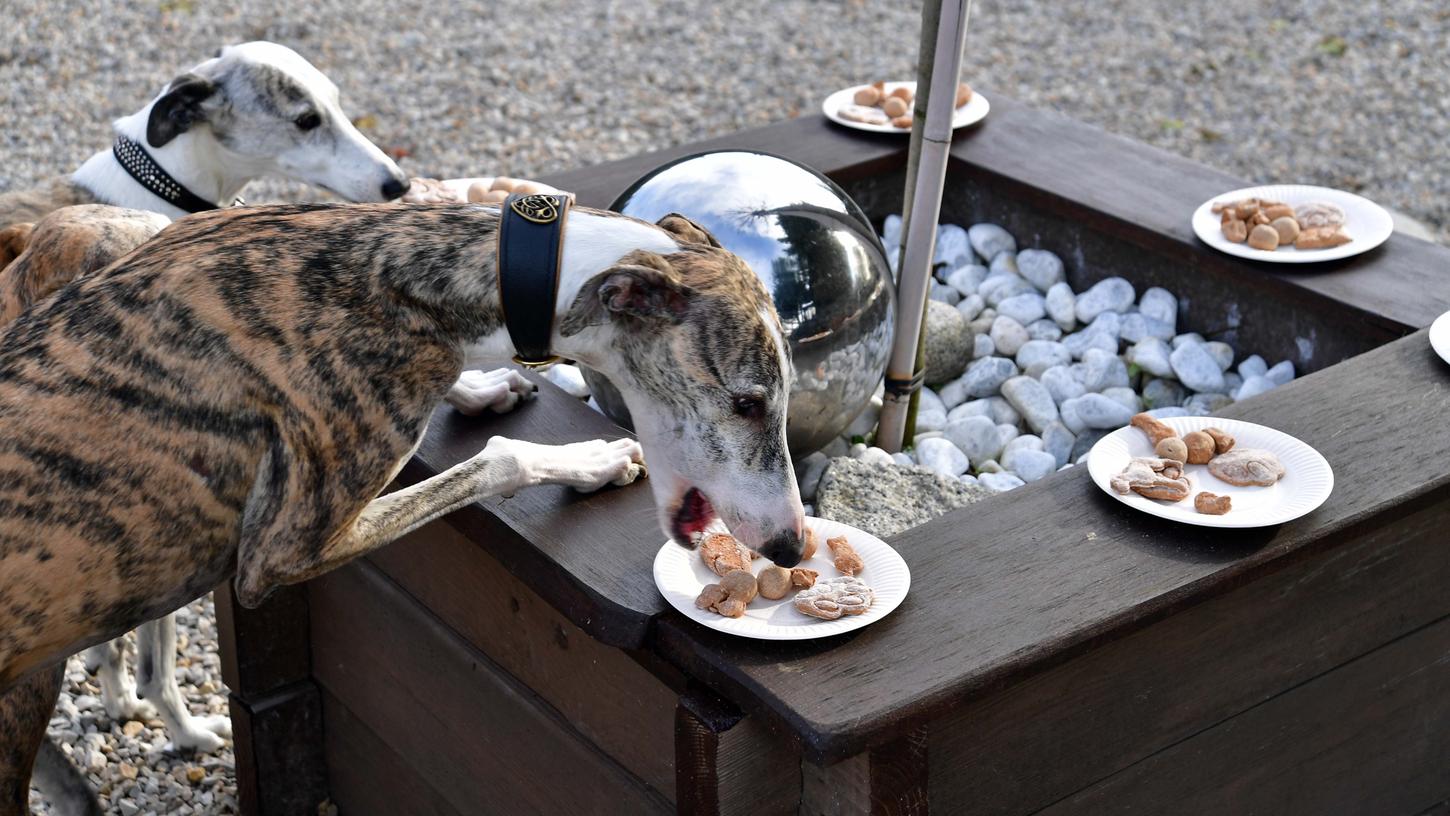 Leckerli-Party für Zuckerschnuten: Hundekekse selber backen