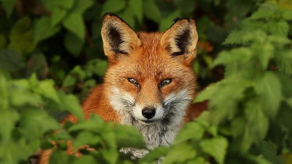 Tote Füchse gefunden: Staupevirus in Franken nachgewiesen - Nordbayern.de