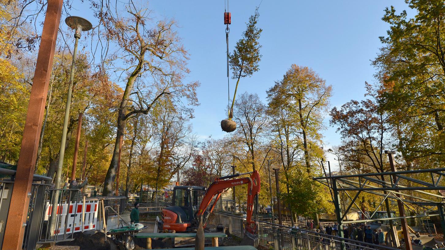 Nach Ärger um Fällungen: Neue Bäume für die Bergkirchweih
