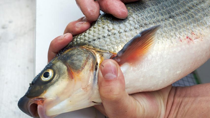 Nützlich, aber gefährdet ist der Fisch des Jahres 2020: die Nase. Der ungewöhnliche Name des Fischs hat mit seiner wulstigen Oberlippe zu tun. Nasen gehören zu den karpfenartigen Fischen und kommen in Donau und Rhein vor.