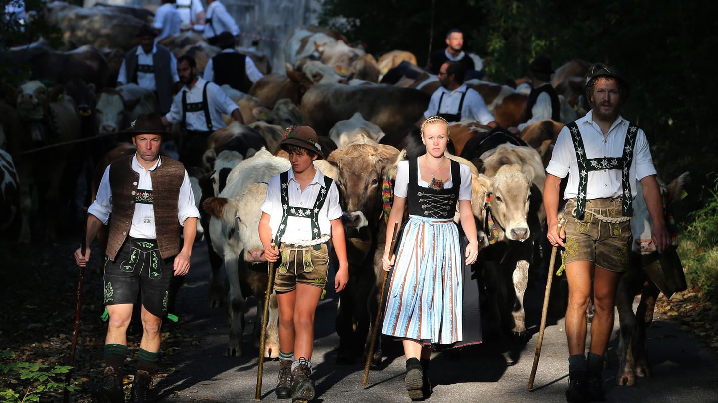 Hirten treiben im Vilstal ihre Herden ins Tal. Laut Lonely Planet zählt die Viehscheide zu den ganz besonderen Erlebnissen in Europa.