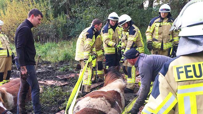 Drei der Tiere seien am Donnerstagnachmittag bereits bis zum Hals im Schlamm versunken und völlig erschöpft gewesen, teilte die Feuerwehr mit.