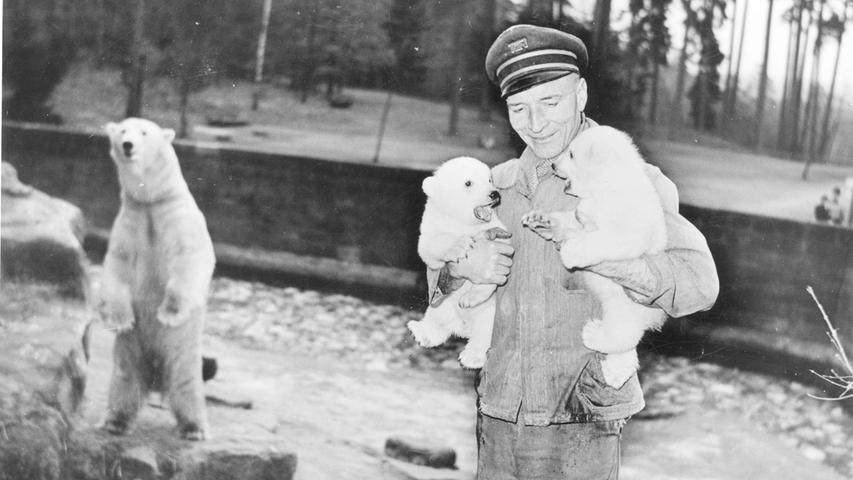 FOTO: Leserin der Nürnberger Nachrichten / gesp. 2007 MOTIV: Nachwuchs bei den Eisbären im Tiergarten Nürnberg. Vater der Eisbären: Stromer. 1950.