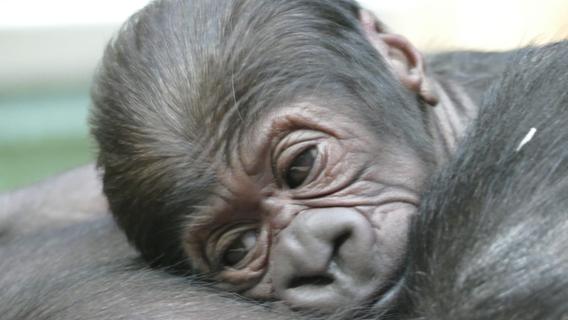 Kleine Bären und große Gorilla-Herzen: Wie sich die Aufzucht im Tiergarten verändert hat
