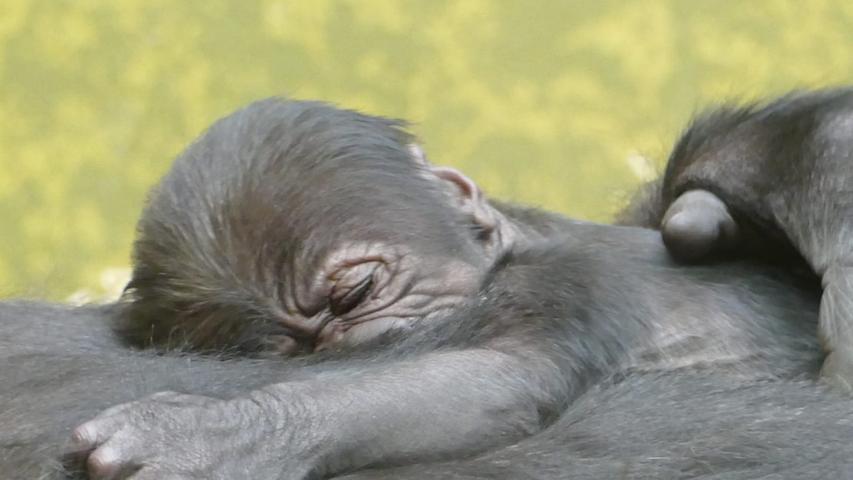 FOTO: Ramona Such / Tiergarten Nürnberg, gesp. 11/2019..MOTIV: Gorilla-Baby, Gorilla, Nachwuchs