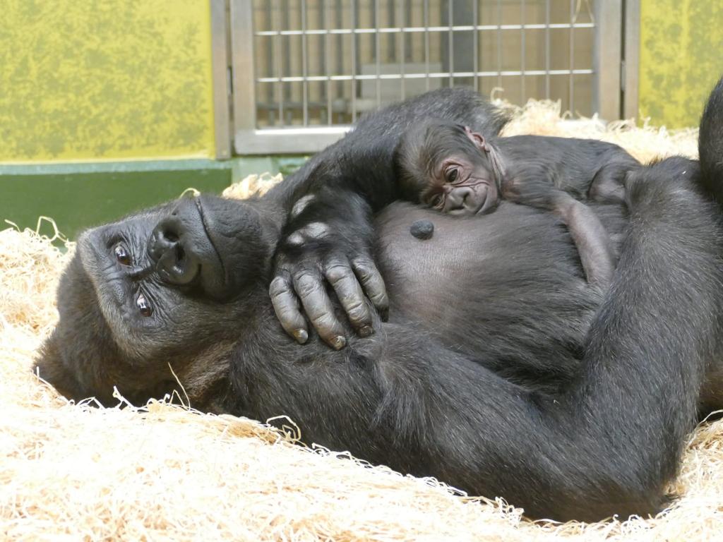 In Mamas Starken Gorilla Armen So Lauft Die Aufzucht Im Tiergarten Nurnberg Nordbayern De