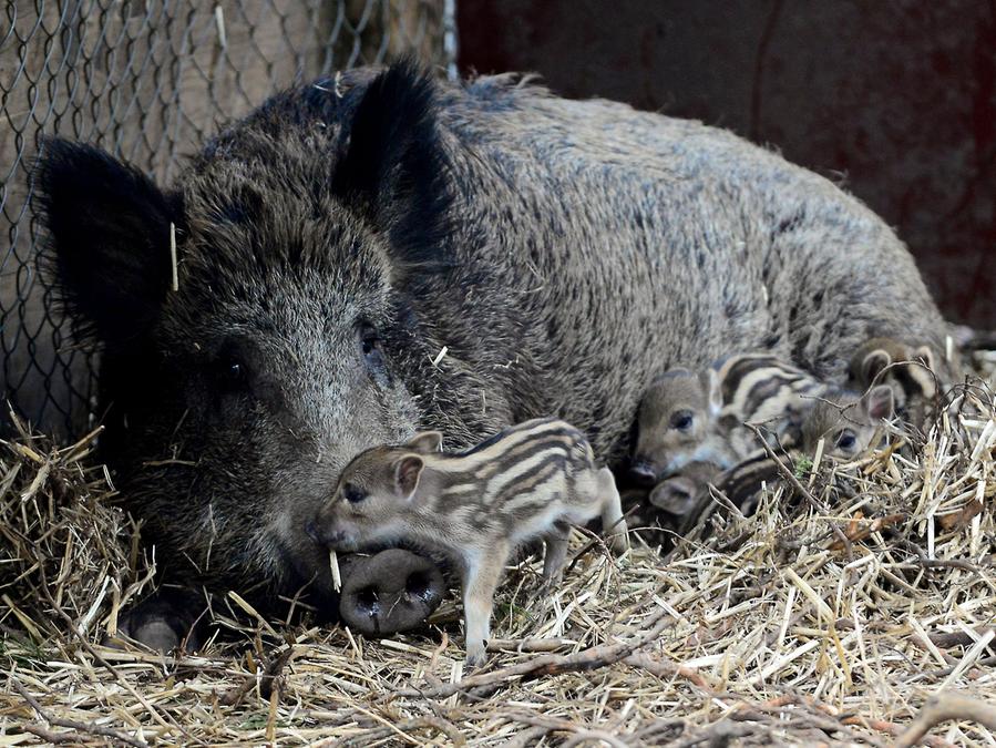 Wildschweine Darum Gibt Es In Diesem Jahr So Viele Tiere