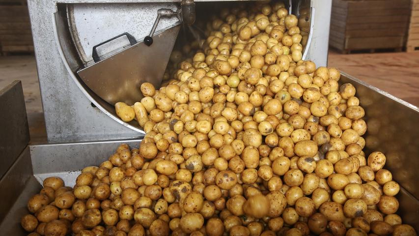 Bevors an die Produktion geht, werden die Kartoffeln erst einmal gewaschen.