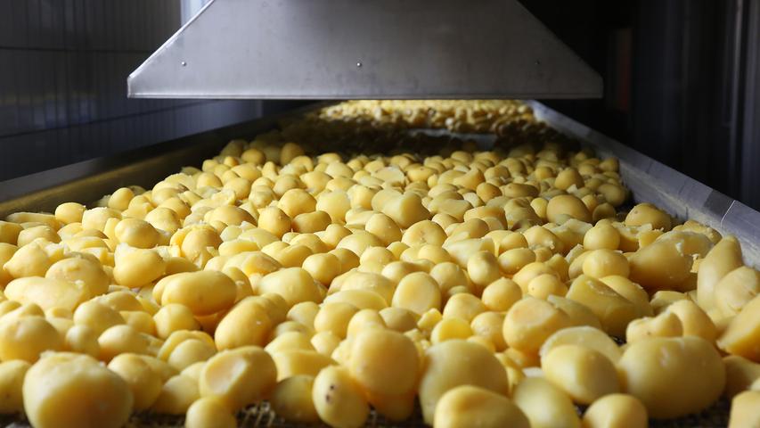 Kartoffeln sind empfindlich. Hier werden die Kartoffeln unter einer riesigen "Dunstabzugshaube" abgekühlt.