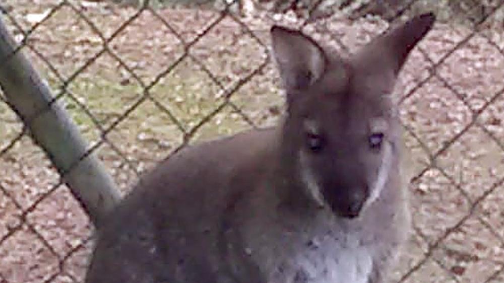 Bereits seit Samstag gilt dieses kleine Känguru in Cham als verschwunden. Die Polizei sucht Zeugen.