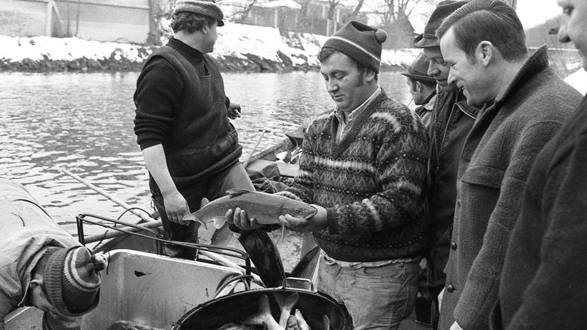 160 Pfund dieser Barben wurden in der Pegnitz am Prinzregentenufer angesiedelt.  Hier geht es zum Artikel vom 3. Dezember 1969: Fische im „Stromnetz“ gefangen