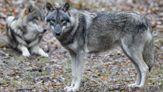 Klöckner will gezielten Abschuss von Wölfen erlauben