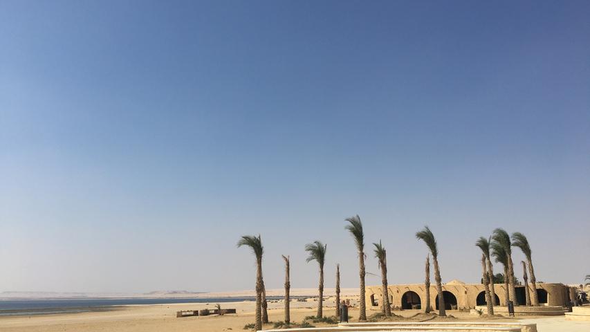 Hinter den vom Wind zerzausten Palmen wartet im Naturschutzgebiet Wadi al Rayan ein kleines Infozentrum auf Besucher.