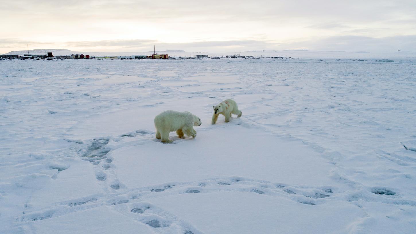 Die Eisbären kommen auf der Suche nach Nahrung auch Dörfern und Siedlungen nahe.