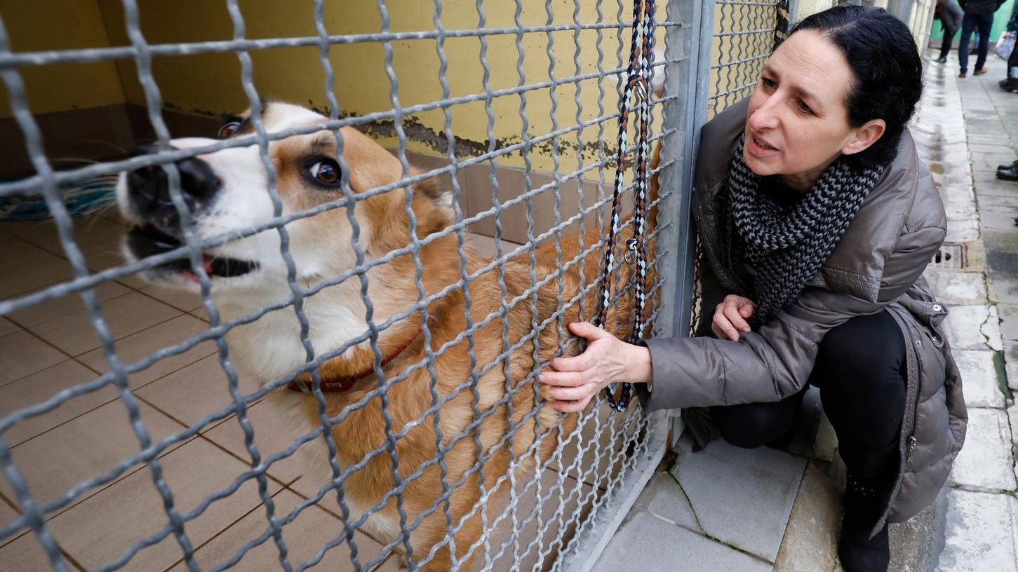 Dieser Hund ist nur einer von Hunderten Bewohnern im Nürnberger Tierheim.