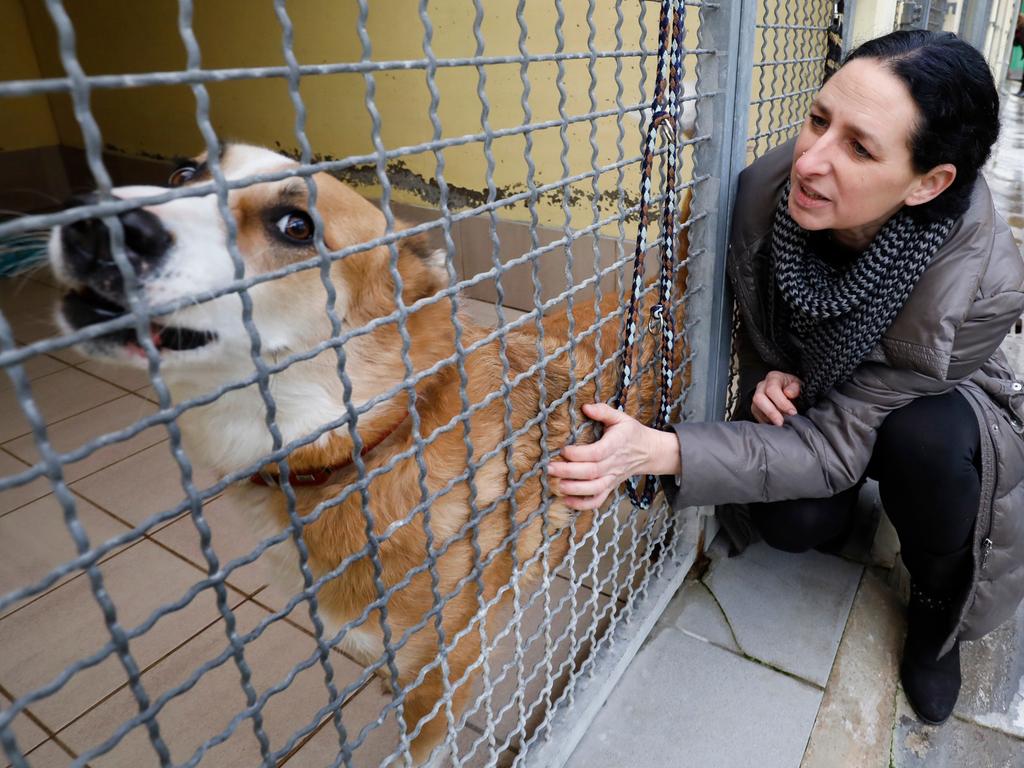 christkind und hunde so war die waldweihnacht im tierheim nurnberg nordbayern de