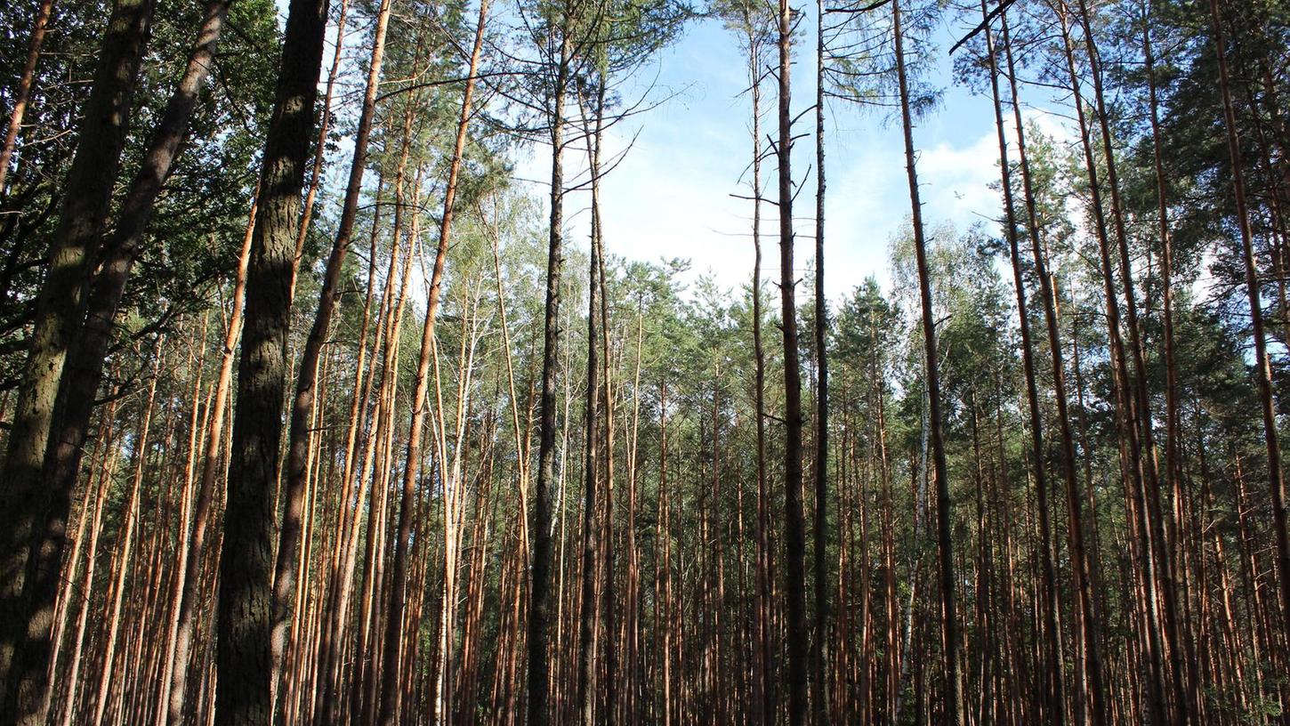 Mit dem Förster im Wald: Der Klimawandel ist sichtbar