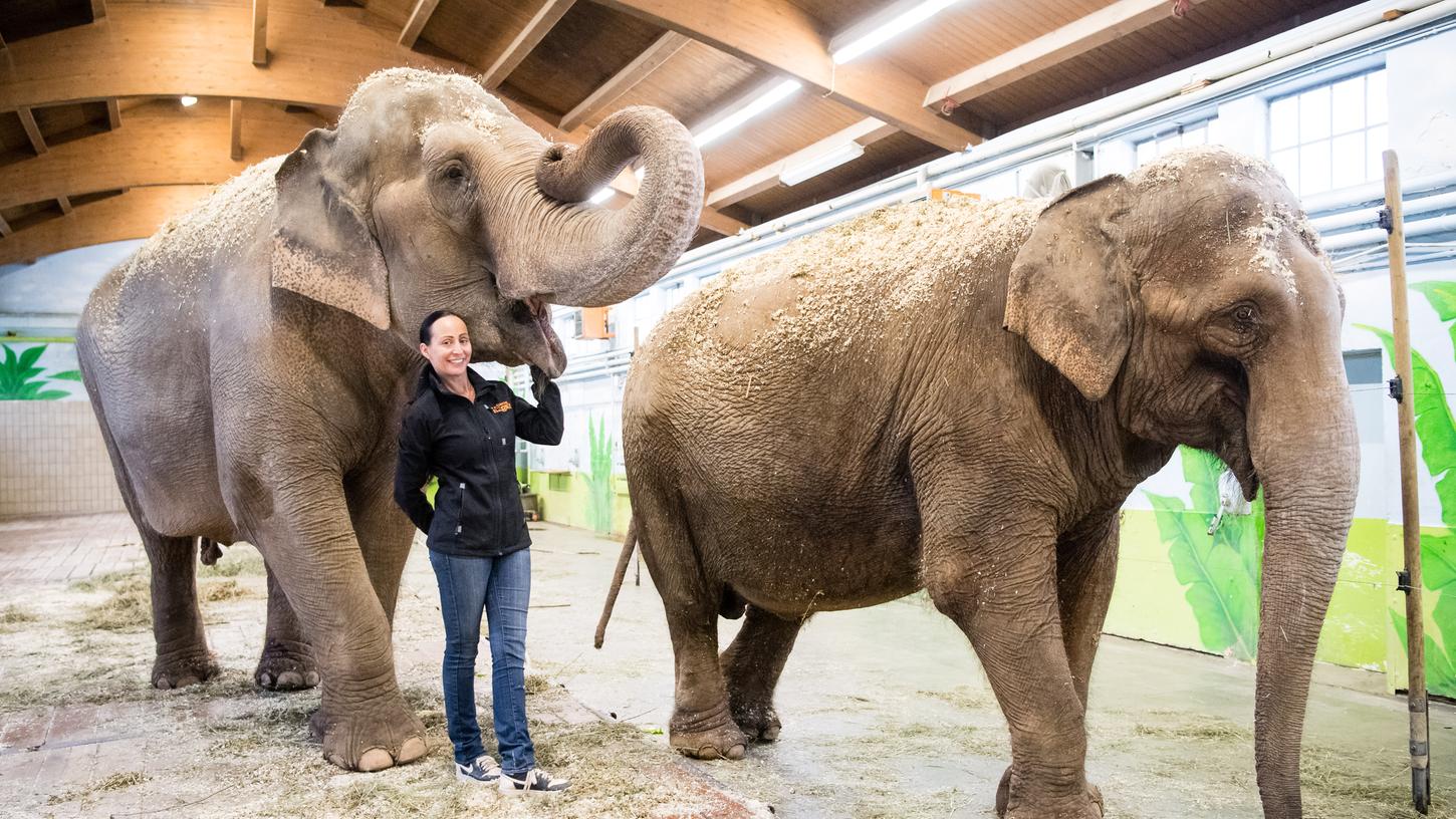 Jana-Mandana Lacey-Krone, Direktorin des Circus Krone, streichelt im Elefantenhaus auf dem Gelände des Circus Krone die indische Elefantenkuh Bara (44 Jahre). Rechts läuft Elefantenkuh Burma (44 Jahre).