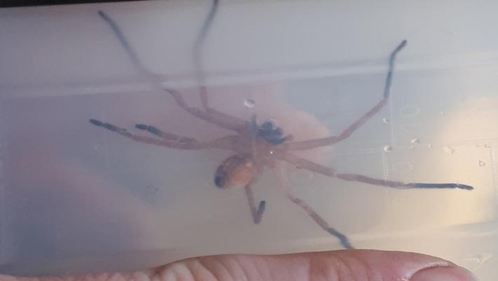 So sieht sie aus, die Spinne, die in München entdeckt wurde. So sieht sie aus, die Spinne, die in München entdeckt wurde.