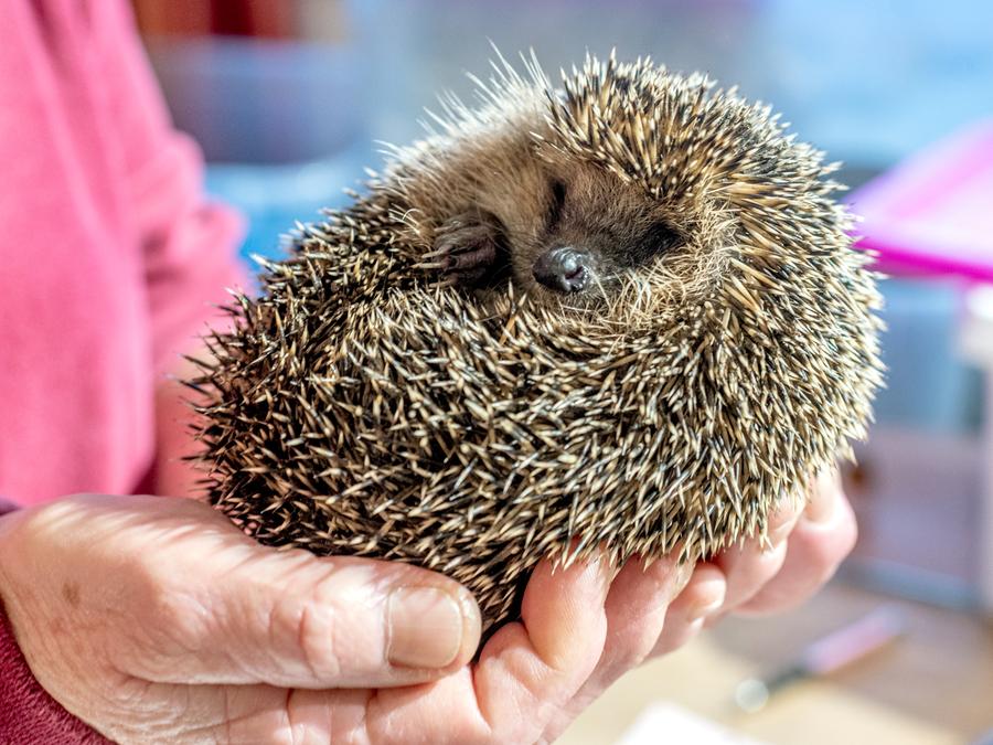 140 Igel Unter Einem Dach Tierstation In Bayern Vollig Uberfullt Region Nordbayern De 140 Igel Unter Einem Dach Tierstation In Bayern Vollig Uberfullt Region Nordbayern De
