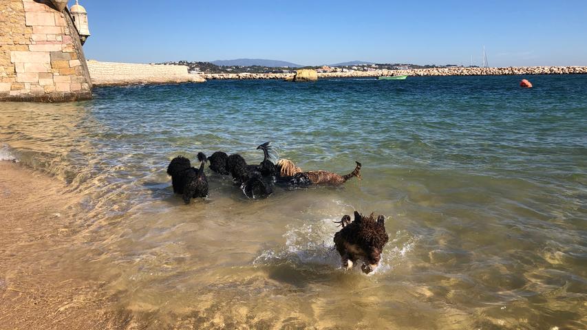 ...am Strand von Lagos zu. Dort sind die Portugiesischen Wasserhunde von...