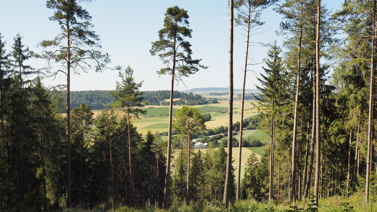 Trockenheit und Hitze: Der Wald im Weißenburger Land leidet
