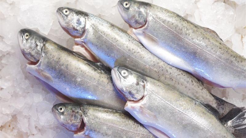 Fische stellen ein Investment der besonderen Art dar. In Norwegen sind Makrelen, Forellen und vor allem Lachse bei Geldanlegern äußerst beliebt. Neben dem größten Fischzüchter Marine Harvest können Interessenten in eine Vielzahl von norwegischen Unternehmen investieren.