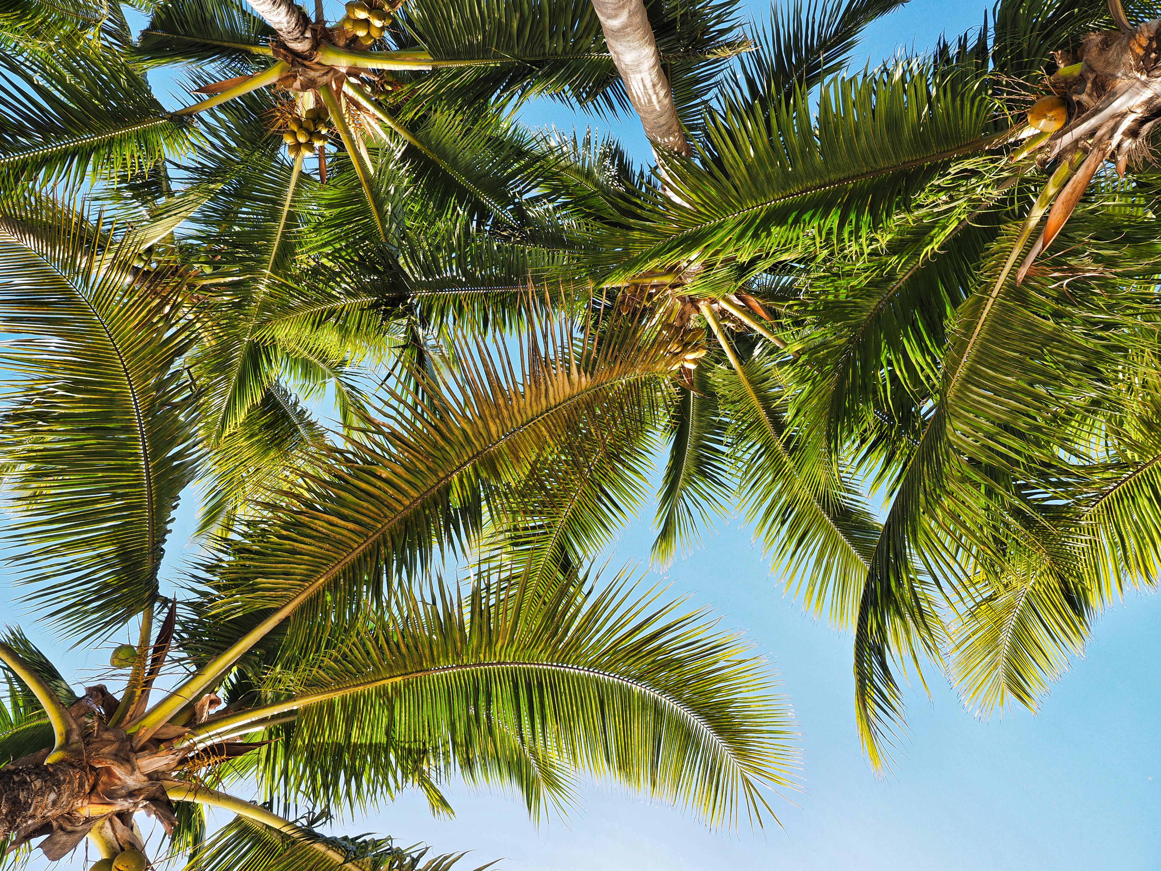 Wer sich auf Mauritius auf einer Strandliege langmacht, hat diesen Blick nach oben. Die Insel im indischen Ozean steht für hochpreisigen Strandurlaub in Hotels, in denen die Gäste rundum gepampert werden. Vor den Toren der Häuser spielt sich das pralle Leben ab - wer das nicht erkundet, verpasst etwas. An der Westküste liegen bei Flic en Flac die schönsten Strände, davor kann man garantiert mit Delphinen schnorcheln. In der Inselmetropole Port Louis treffen alle Kulturen zusammen, die die Insel prägen.