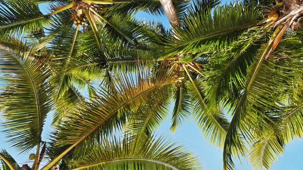 Wer sich auf Mauritius auf einer Strandliege langmacht, hat diesen Blick nach oben. Die Insel im indischen Ozean steht für hochpreisigen Strandurlaub in Hotels, in denen die Gäste rundum gepampert werden. Vor den Toren der Häuser spielt sich das pralle Leben ab - wer das nicht erkundet, verpasst etwas. An der Westküste liegen bei Flic en Flac die schönsten Strände, davor kann man garantiert mit Delphinen schnorcheln. In der Inselmetropole Port Louis treffen alle Kulturen zusammen, die die Insel prägen.