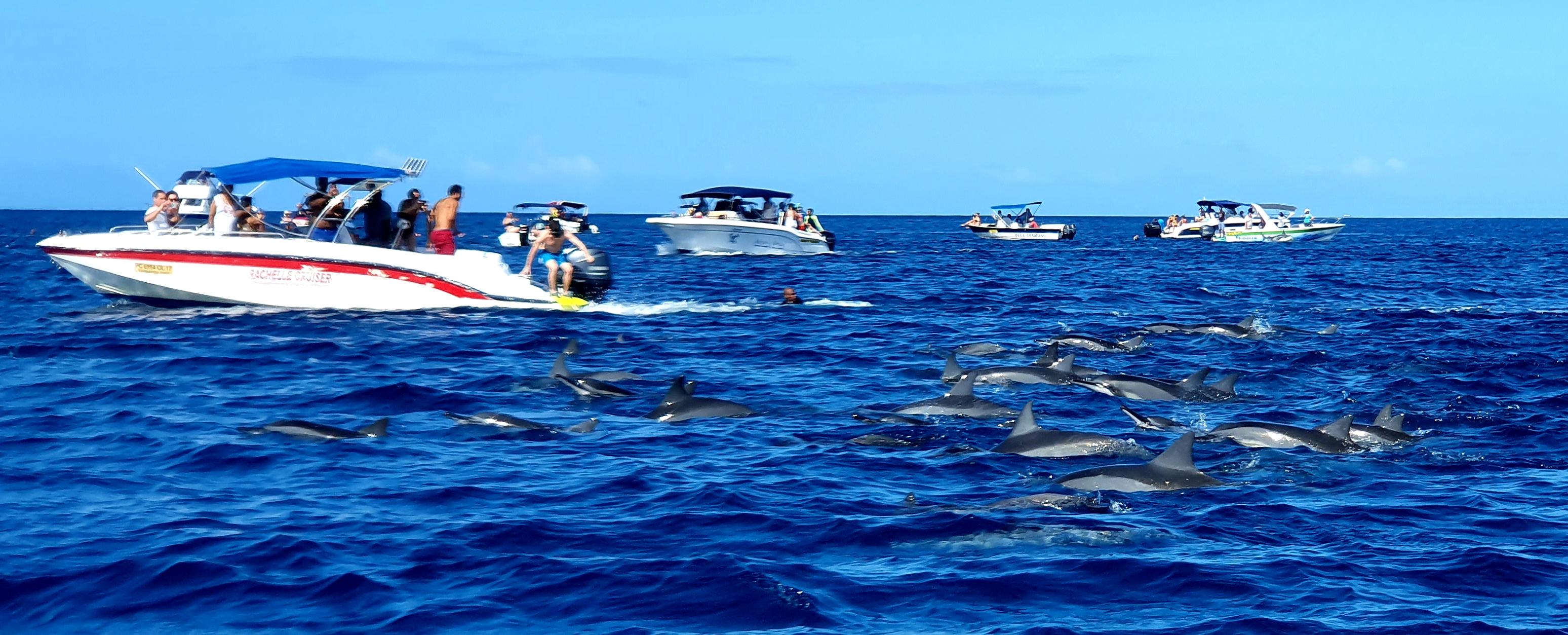 Mit Motorbooten fahren Touristen vor Flic en Flac hinauf aufs Meer - große Gruppen von Delphinen ziehen hier ihre Runden.