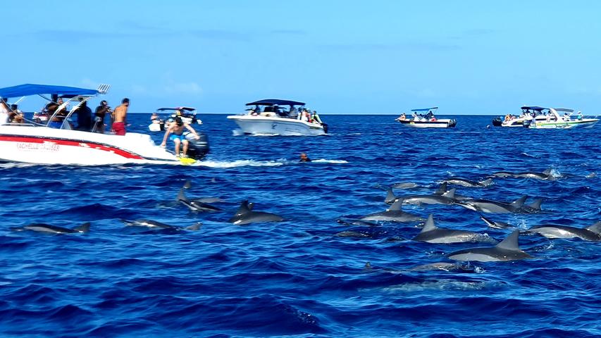 Mit Motorbooten fahren Touristen vor Flic en Flac hinauf aufs Meer - große Gruppen von Delphinen ziehen hier ihre Runden.