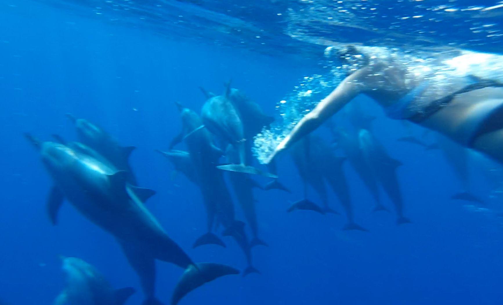 Direkt nach dem Abtauchen sehen wir unzählige Delphine.